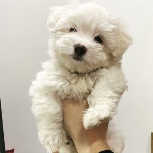 Maltese Puppies for Sale Near Me