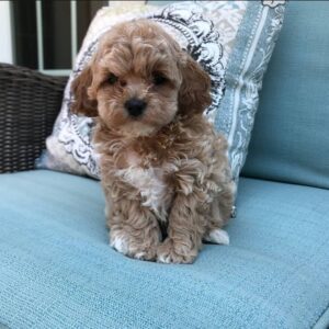Puppies Maltipoo for Sale