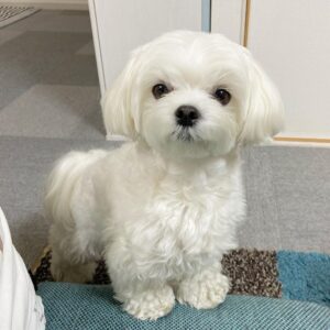 maltese puppy for sale new york