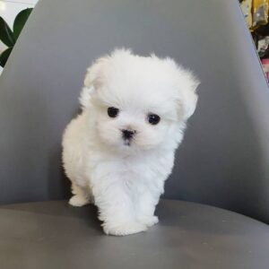 Female maltese puppy for sale