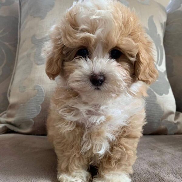 maltipoo for sale puppies