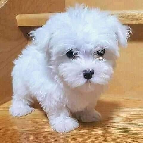 maltese shih tzu puppy for sale