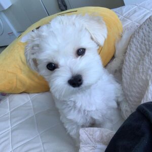 toy maltese for sale