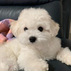 teacup maltese puppy for sale
