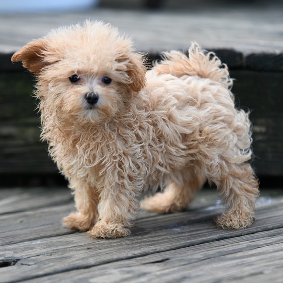toy maltipoo for sale